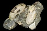 Fossil Hoploscaphites Ammonite - South Dakota #180831-1